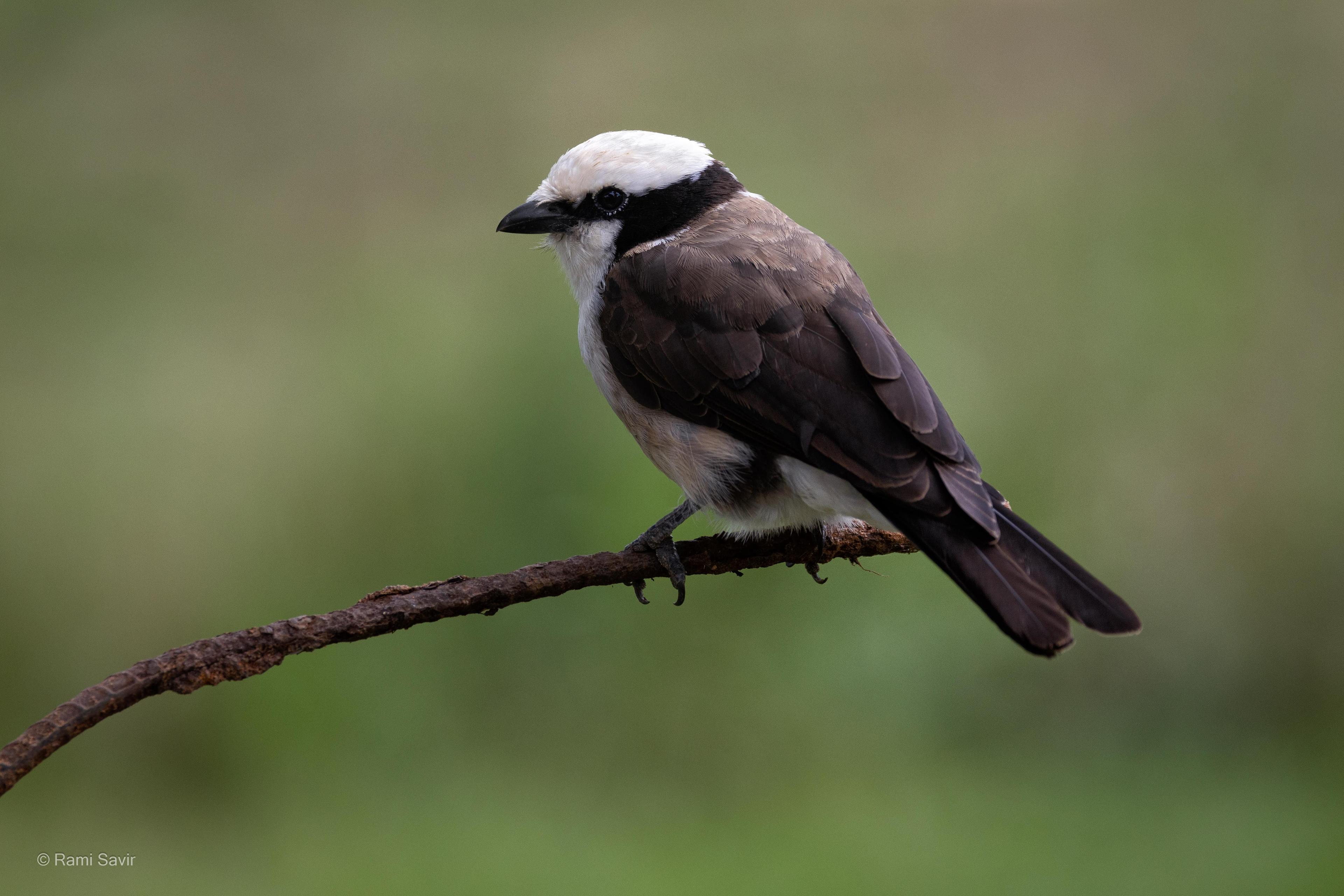 Wildlife at Dawn