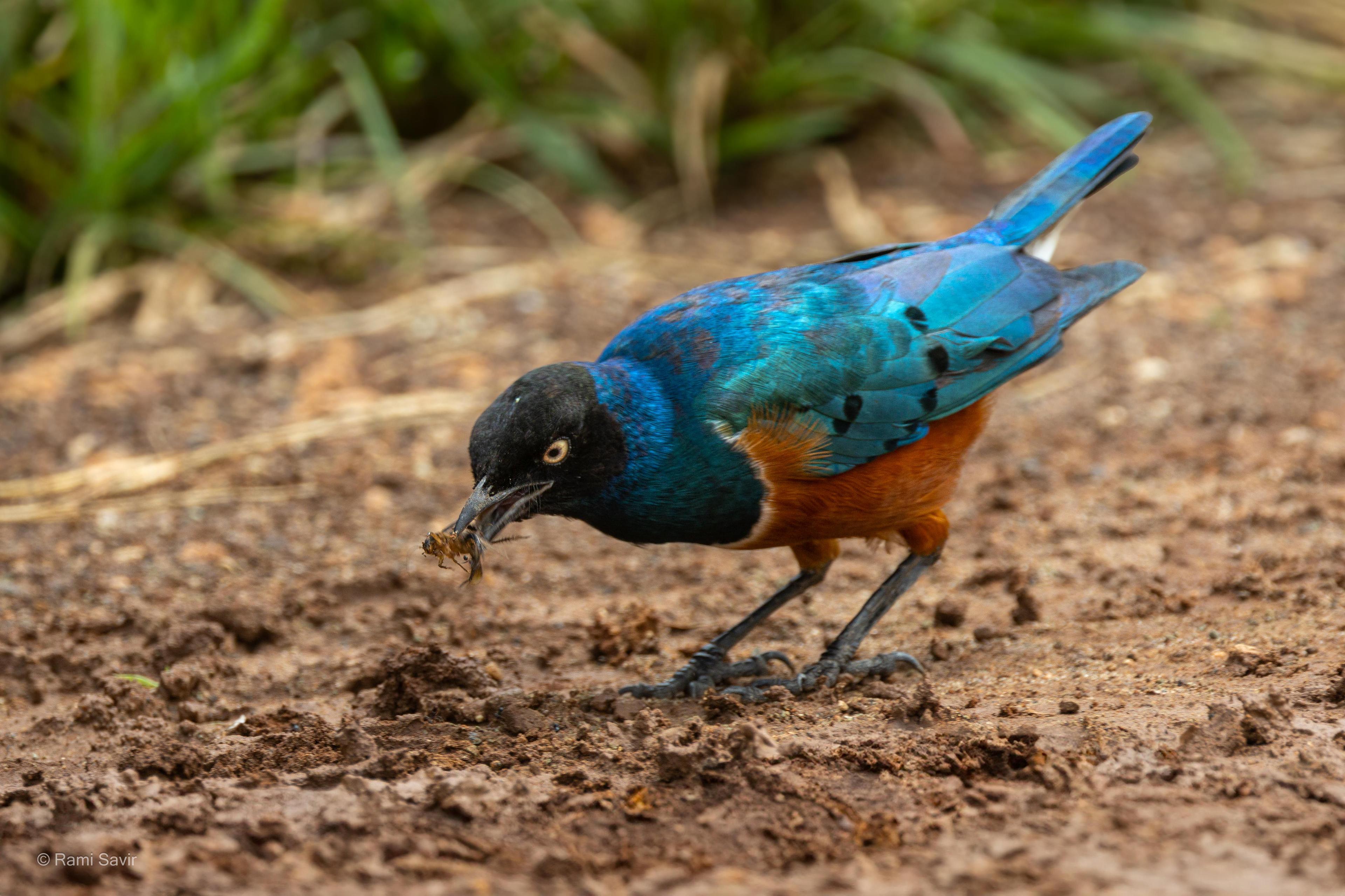 Superb Starling