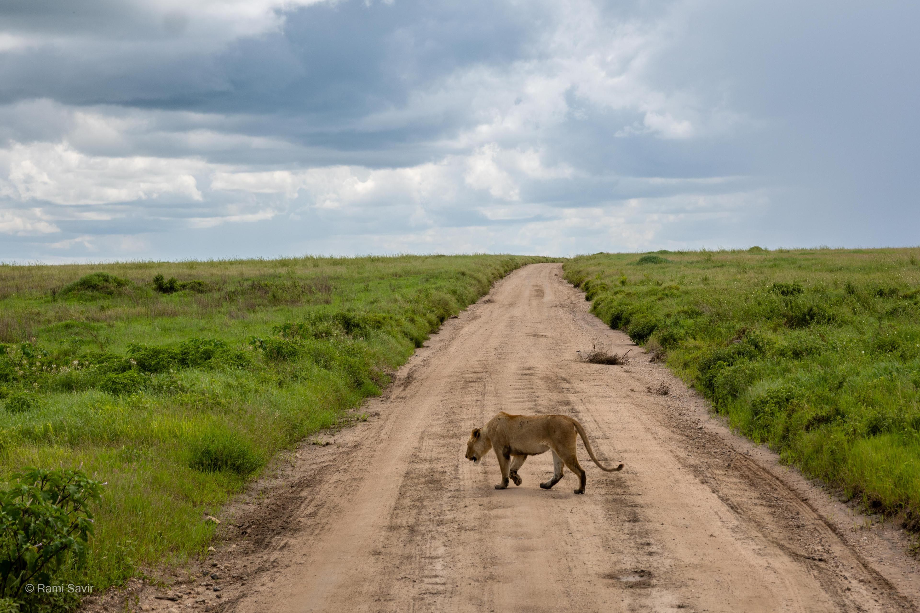 Lioness Crossing the Plains