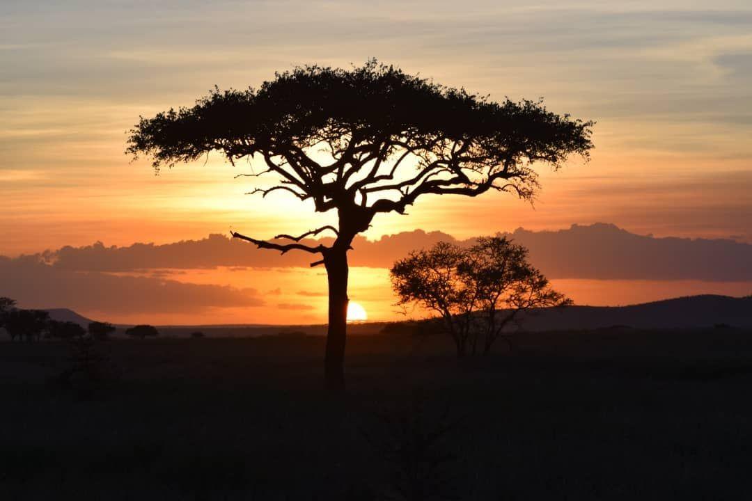 Golden Hour Serengeti