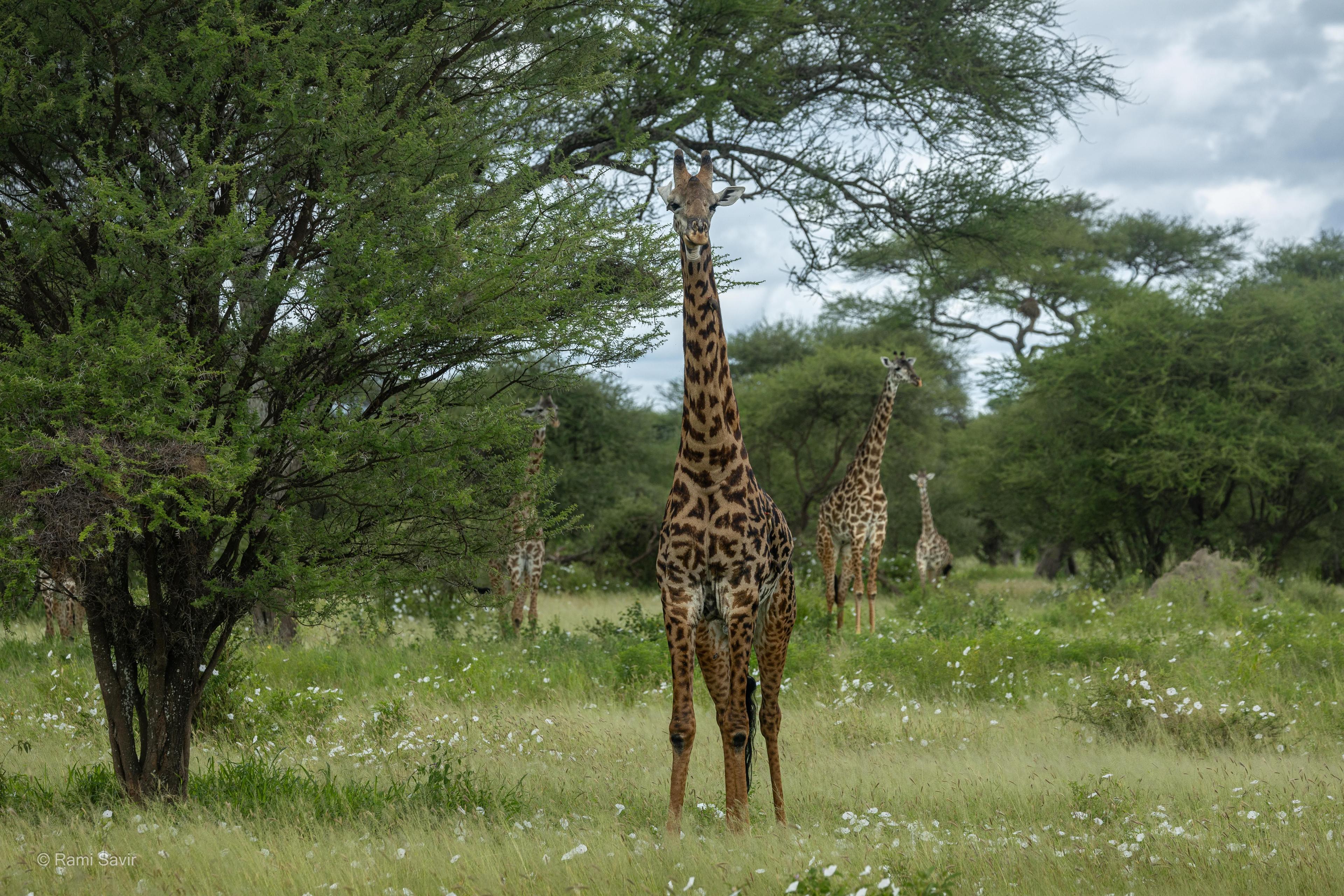 Serengeti Bird Life