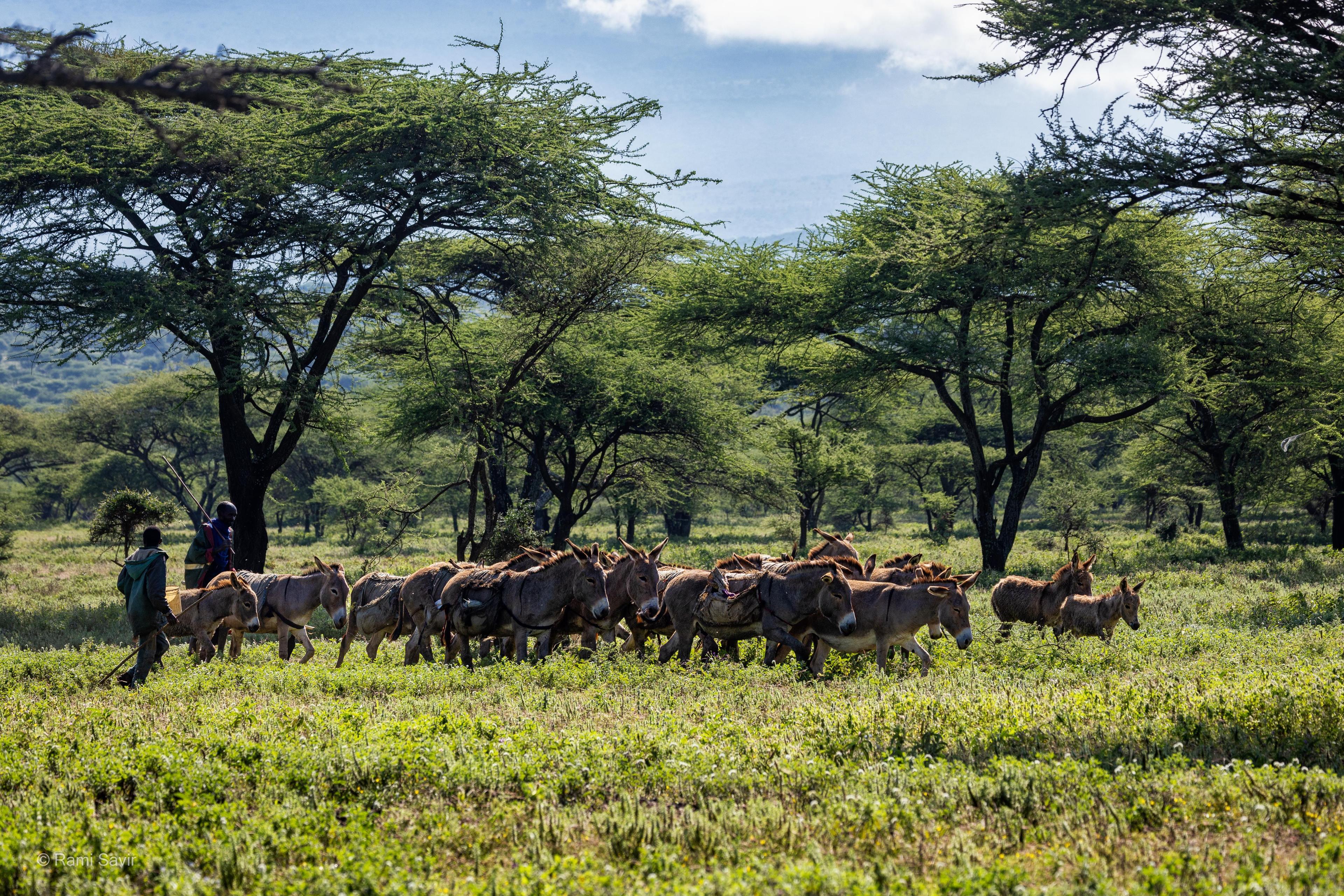 Maasai Herding Cattle