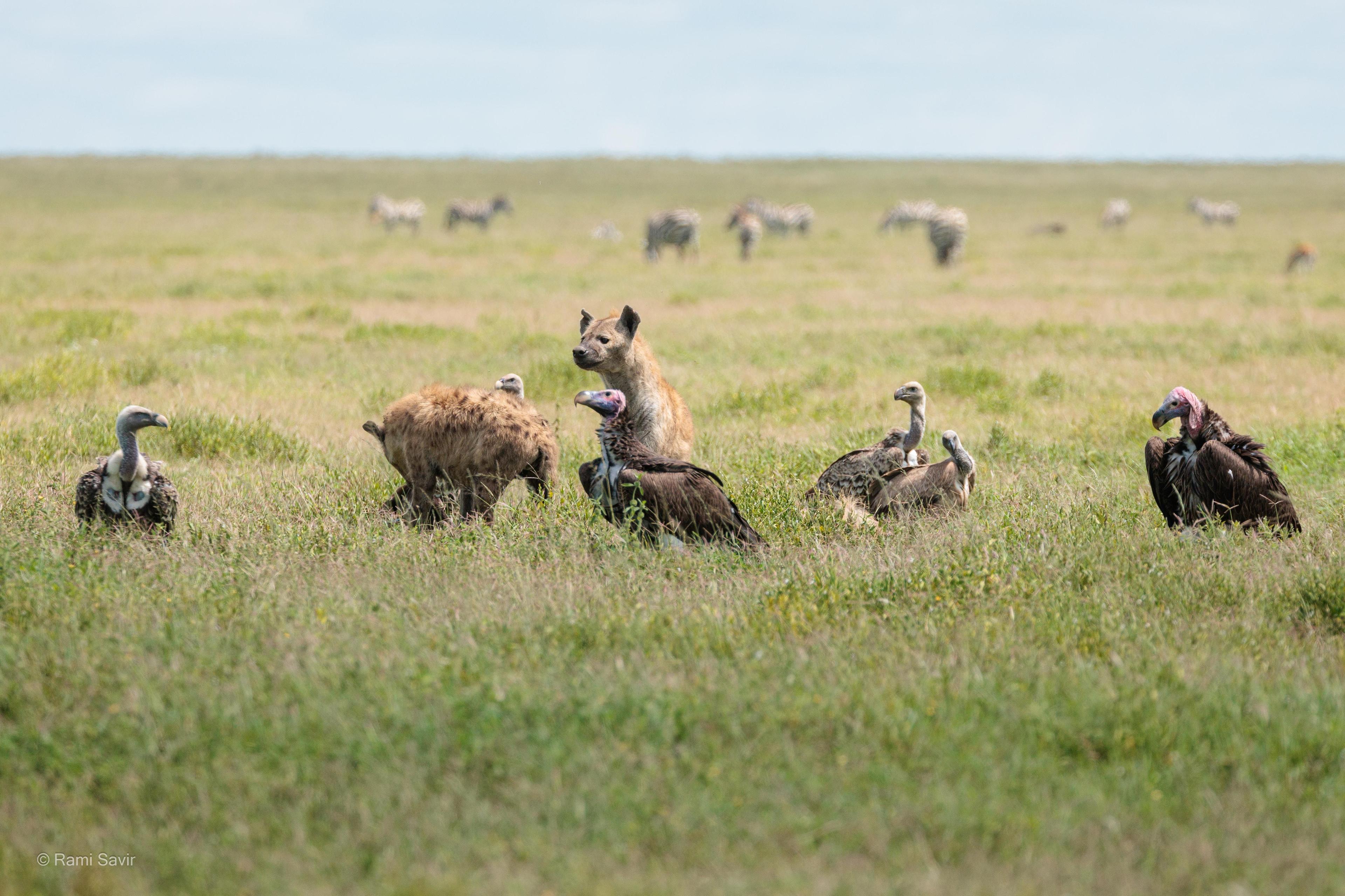 Wildebeest on the Plains
