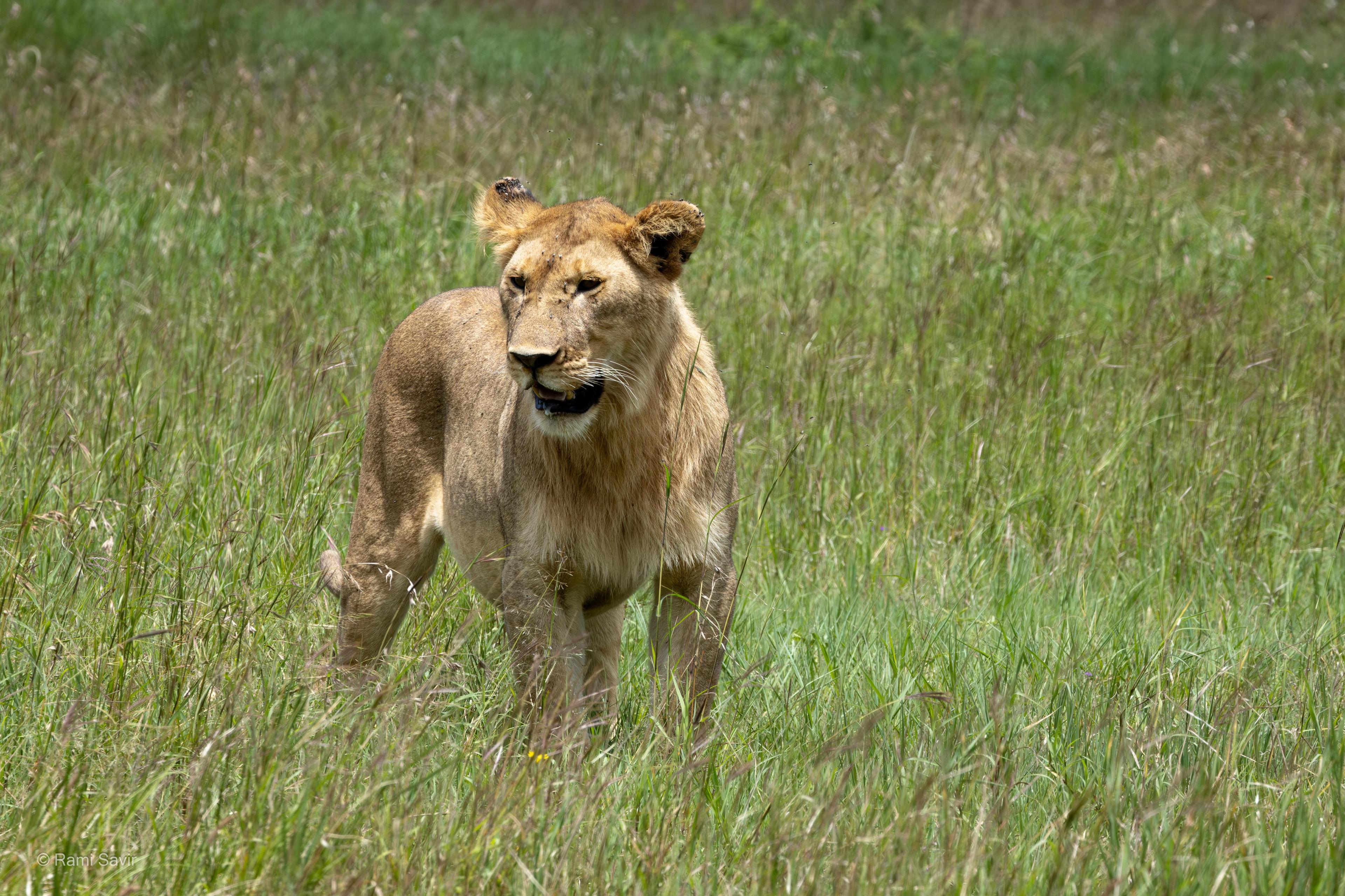 Predator Watching