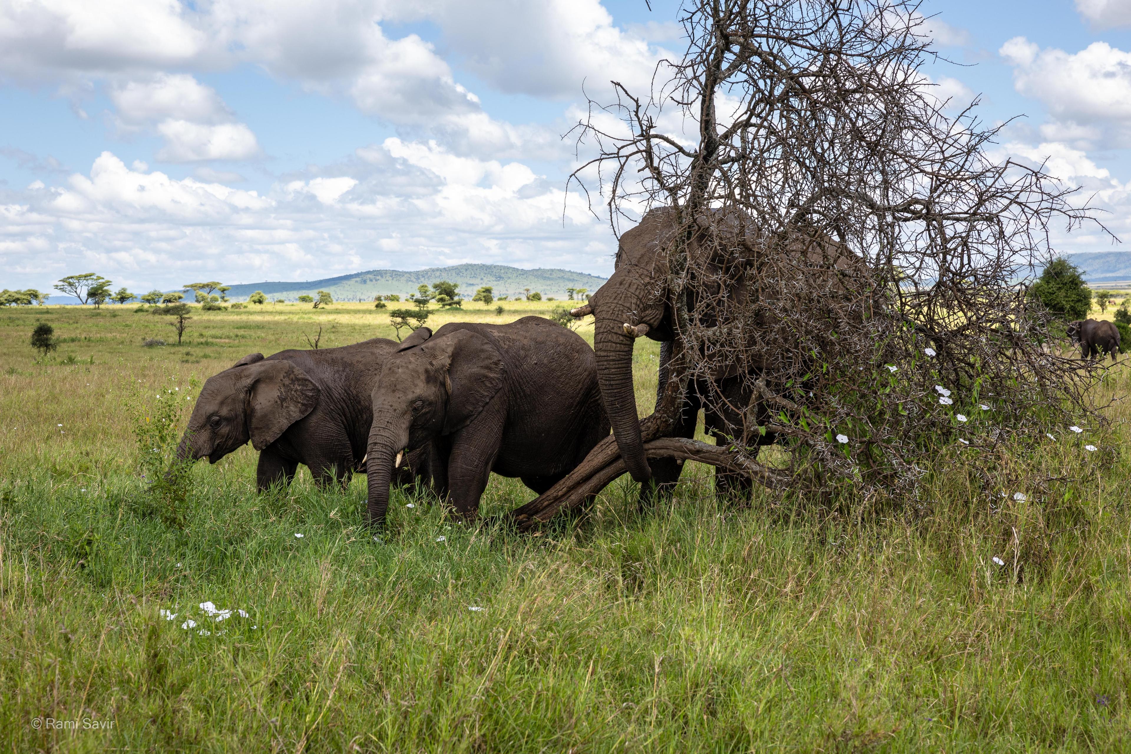 Elephants Under Acacia Tree