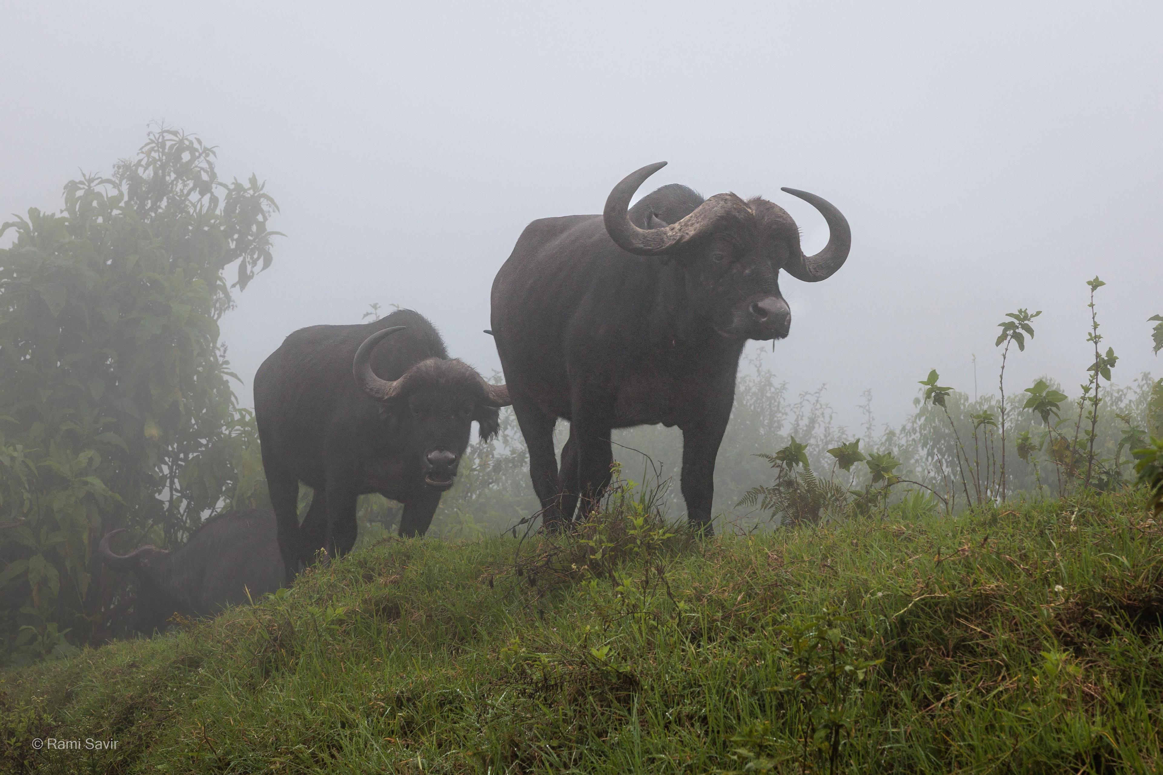 Wildebeest Migration